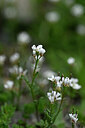 BUITEN BEELD Foto: 444863