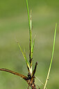BUITEN BEELD Foto: 444866