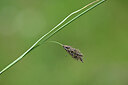 BUITEN BEELD Foto: 444867