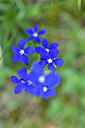 BUITEN BEELD Foto: 444872