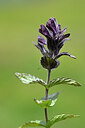 BUITEN BEELD Foto: 444873