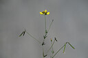 BUITEN BEELD Foto: 444876