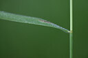 BUITEN BEELD Foto: 444879