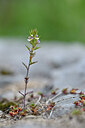 BUITEN BEELD Foto: 444880
