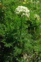 BUITEN BEELD Foto: 444881