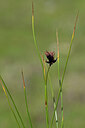 BUITEN BEELD Foto: 444892