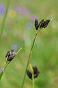 BUITEN BEELD Foto: 444894