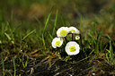 BUITEN BEELD Foto: 444901