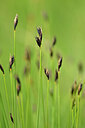 BUITEN BEELD Foto: 444906