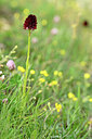 BUITEN BEELD Foto: 444907