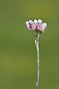 BUITEN BEELD Foto: 444918