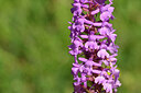 BUITEN BEELD Foto: 444923