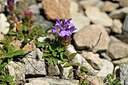 BUITEN BEELD Foto: 444924