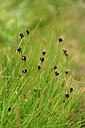 BUITEN BEELD Foto: 444931