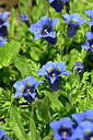 BUITEN BEELD Foto: 444934
