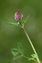BUITEN BEELD Foto: 444940
