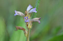 BUITEN BEELD Foto: 444943