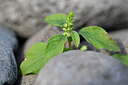 BUITEN BEELD Foto: 444949