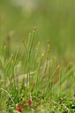 BUITEN BEELD Foto: 444952