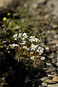 BUITEN BEELD Foto: 444954