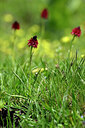 BUITEN BEELD Foto: 444959