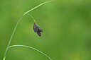 BUITEN BEELD Foto: 444972