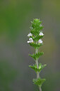 BUITEN BEELD Foto: 444973