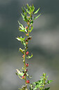 BUITEN BEELD Foto: 444974