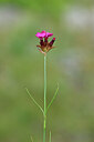BUITEN BEELD Foto: 444976