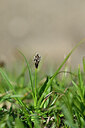 BUITEN BEELD Foto: 444980