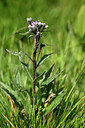 BUITEN BEELD Foto: 444992