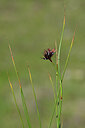 BUITEN BEELD Foto: 444997