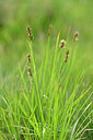 BUITEN BEELD Foto: 445012