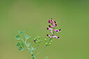 BUITEN BEELD Foto: 445015