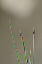 BUITEN BEELD Foto: 445018
