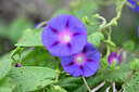 BUITEN BEELD Foto: 445020