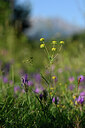 BUITEN BEELD Foto: 445022