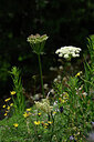 BUITEN BEELD Foto: 445023