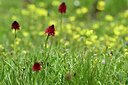 BUITEN BEELD Foto: 445026