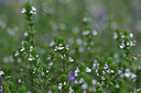 BUITEN BEELD Foto: 445039