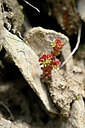 BUITEN BEELD Foto: 445044