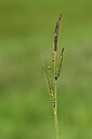 BUITEN BEELD Foto: 445050