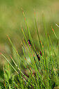 BUITEN BEELD Foto: 445067