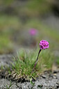 BUITEN BEELD Foto: 445068