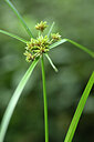 BUITEN BEELD Foto: 445071