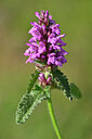 BUITEN BEELD Foto: 445074