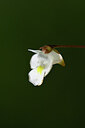 BUITEN BEELD Foto: 445082