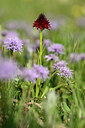 BUITEN BEELD Foto: 445087