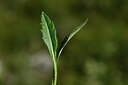 BUITEN BEELD Foto: 445089
