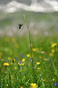 BUITEN BEELD Foto: 445095
